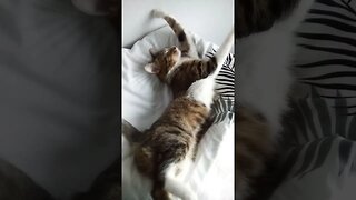 Cute Cat Stretches in the Sun