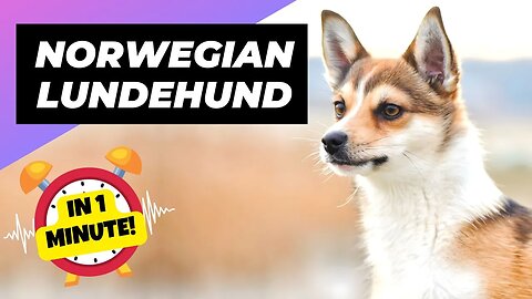 Norwegian Lundehund - In 1 Minute! 🐶 A Rare Dog Breed With 6 Toes! | 1 Minute Animals