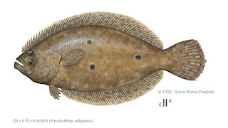 FWC implements new regulations for flounder