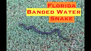 Florida Banded Water Snake on the Golf Course