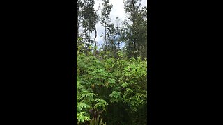 Nanawale rainforest in Pahoa