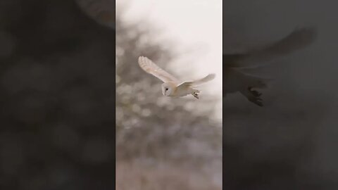 Barn owls are one of the most common bird species in the world