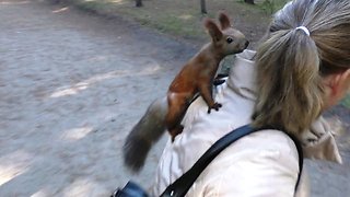 Fearless wild squirrel searches human for treats