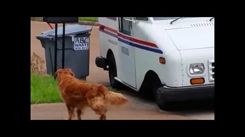 Patient Dog Waits For the Mail Courier To Drop Off Today's Mail