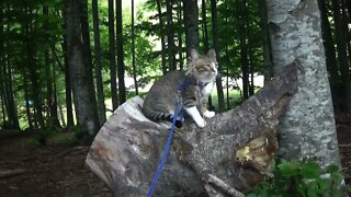 Agile Kitten Climbs on a Log