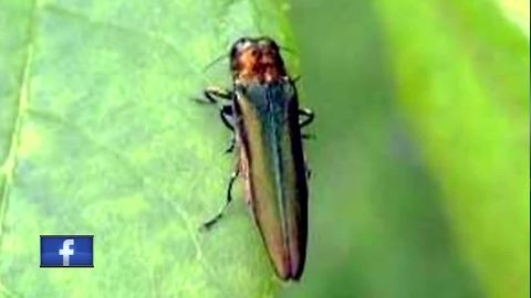 Emerald ash borer found in five new counties in Wisconsin