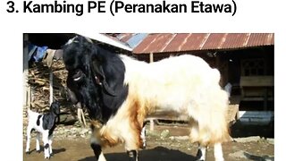 KAMBING PE / PERANAKAN ETAWA