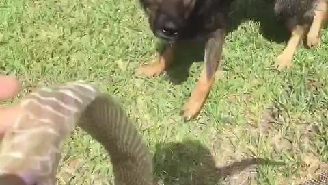 Dog mistakes snake skin for actual snake