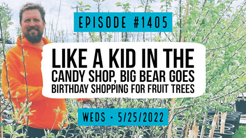 #1405 Like A Kid In The Candy Shop, Big Bear Goes Birthday Shopping For Fruit Trees