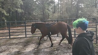 Are you horsing around for the Solar Eclipse?