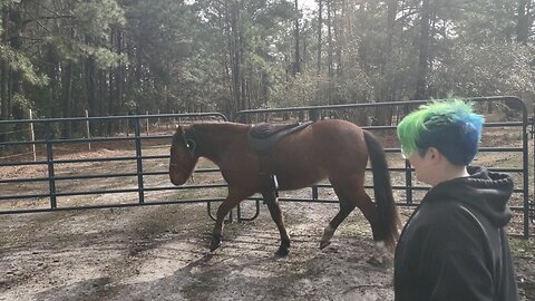 Are you horsing around for the Solar Eclipse?