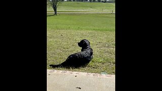 Black Lab Soaking In the Sun