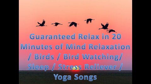 Guaranteed Relax in 20 Minutes of Mind Relaxation / Bird / Bird watching / Sleep / Stress Reliever