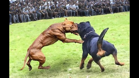 Rotweiler vs Pitbull terrier Dog.Pitbull Vs Rotweiler real Fight