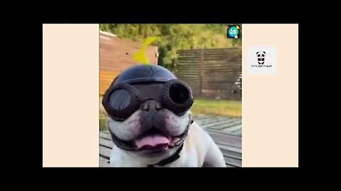 Cute and Funny Dogs Vol 1