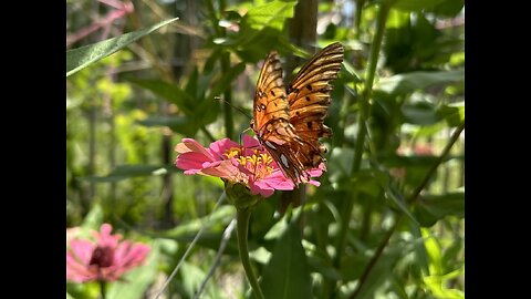 Southeast Texas Backyard Wildlife 131