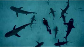 Dykare ligger på havsbotten omgiven av hajar
