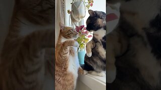 Cat siblings kick-off