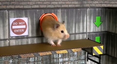 Hamster Maze Escape Episode 2