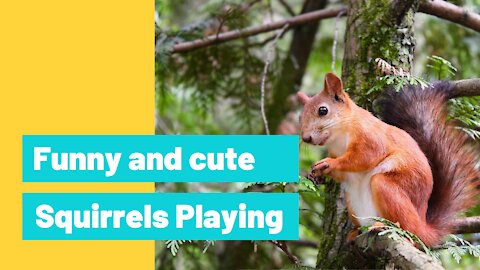 Funny and Cute Squirrel Eating and Playing Compilation