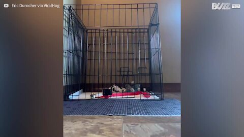 Ce chiot futé réussi à se sauver de sa cage