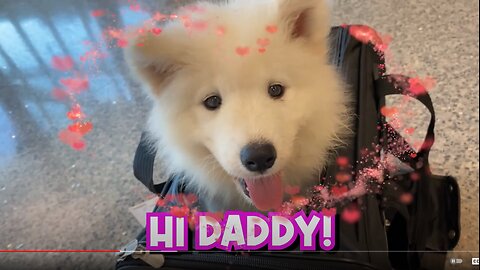 Bringing Home The World's Cutest Samoyed Puppy / Doggo Fluffy Puppy