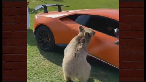Bear wants to ride a Lamborghini