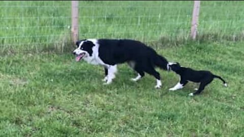 Cadelinha agarra-se desesperadamente a cauda de cão!