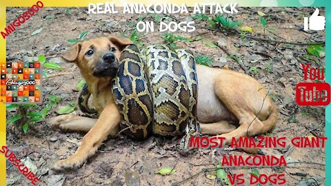 Real Anaconda Attack On Dog - Most Amazing Giant Anaconda Vs Dogs