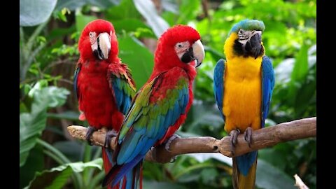 Cute Male Names For Your Parrot