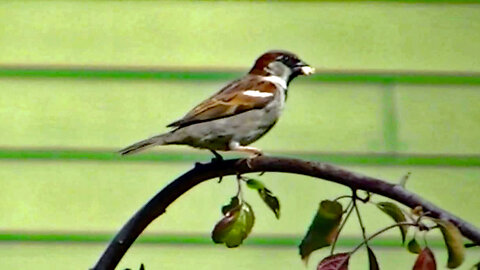 IECV NV #551 - 👀Steller's Jay, Female House Sparrow, Male House Sparrow In The Cherry Tree 5-12-2018