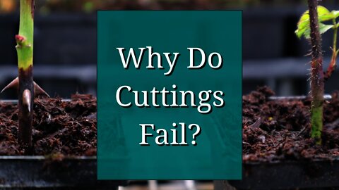 Why Do Cuttings Fail? Propagation Tips