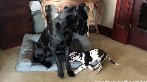 Great Dane Tries to Ignores Pesky 8 Week Old Puppy