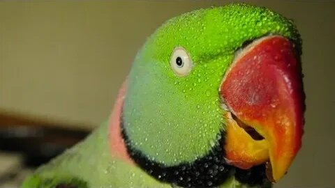 Notty Parrot