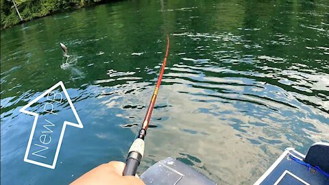 Chasing Rainbow Trout on Taneycomo Lake