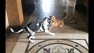 Puppy learns To respect cat's personal space