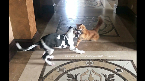 Puppy learns To respect cat's personal space