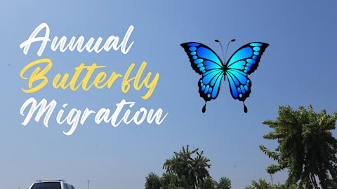 Annual White Butterfly Migration - North Easterly from Karoo towards Mozambique & KwaZulu-Natal