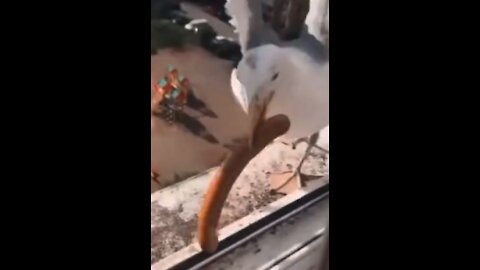 The seagull swallowed the sausage in a second
