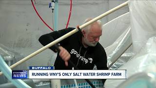 A look inside Buffalo's first salt water shrimp farm