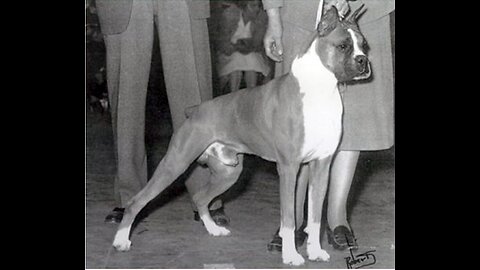 The Great Champion Bang Away The Boxer Dog Of Sirrah Crest Rare Footage