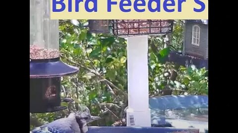 Florida Bird Feeder Live Camera HD Red Bellied, Cardinal, Painted Bunting, Blue Jays