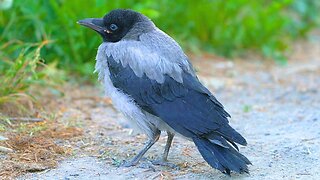 Hooded Crow Fledgling Waiting Patiently by the Road