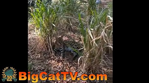 Quick live withCarole seeing Nala and Zucari servals- part 2 of 2, 05 10 2023