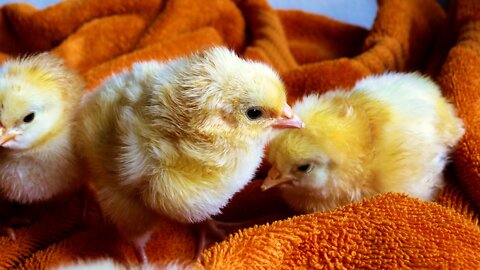 15 interesting facts about chicken