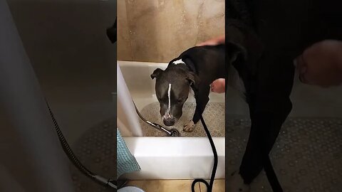 bath time 4 Einstein #einsteinsbackyard #bathtime #dogbath #pitbulls #pitties #dog #shorts