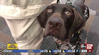 Meet the 10 dogs at Tampa International Airport keeping you safe