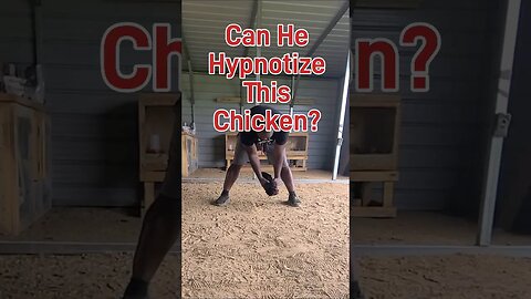 Hypnotized Chicken?