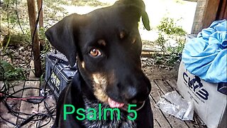 psalm 5 reading, on the offgrid homesteading