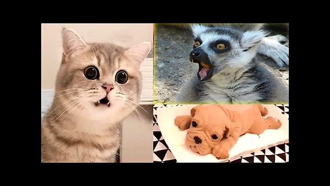 BEST FUNNY ANIMALS COMPILATION 002